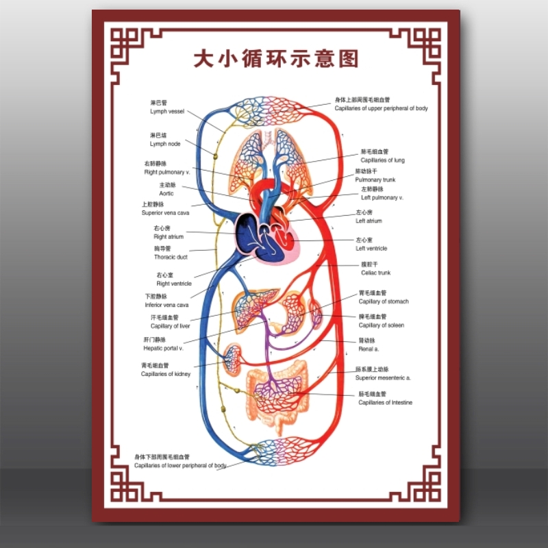 人体结构图穴位医学人体解剖图内脏器官骨骼肌肉构造全身挂图包邮 - 图1