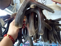 Xin earth Jilin Mayflower deer antler whole branch dry antler head stubble 2-bar dry antler 7 5-1 gram not only sell