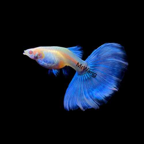 循鱼MrWang进口天空蓝白子大C绣球体蝶翼缎带孔雀鱼热带鱼淡水鱼 - 图1