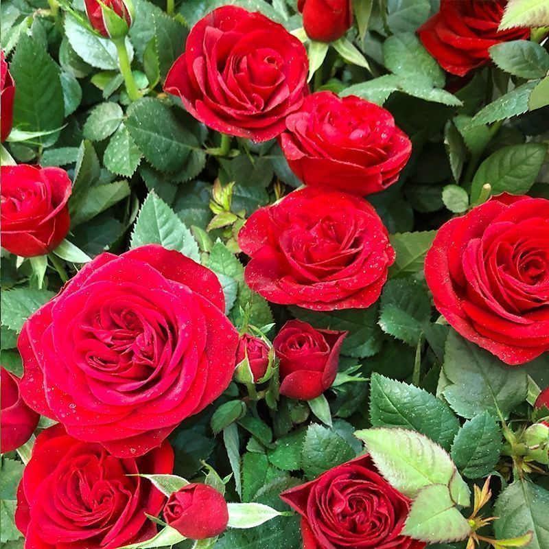 玫瑰花种子四季开花易活花种籽子室内盆栽室外庭院绿植物鲜花种子 - 图2