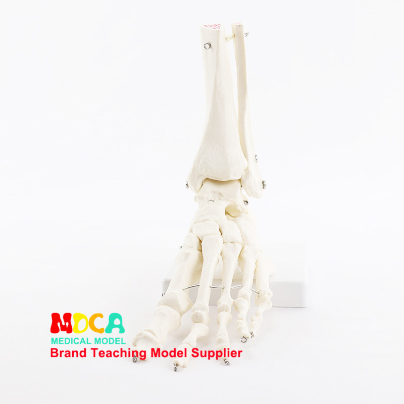 人体手脚骨模型医用动态关节骨骼可活动教具功能展示康复教学用具,淘宝优惠券,粉丝福利购,淘宝优惠卷