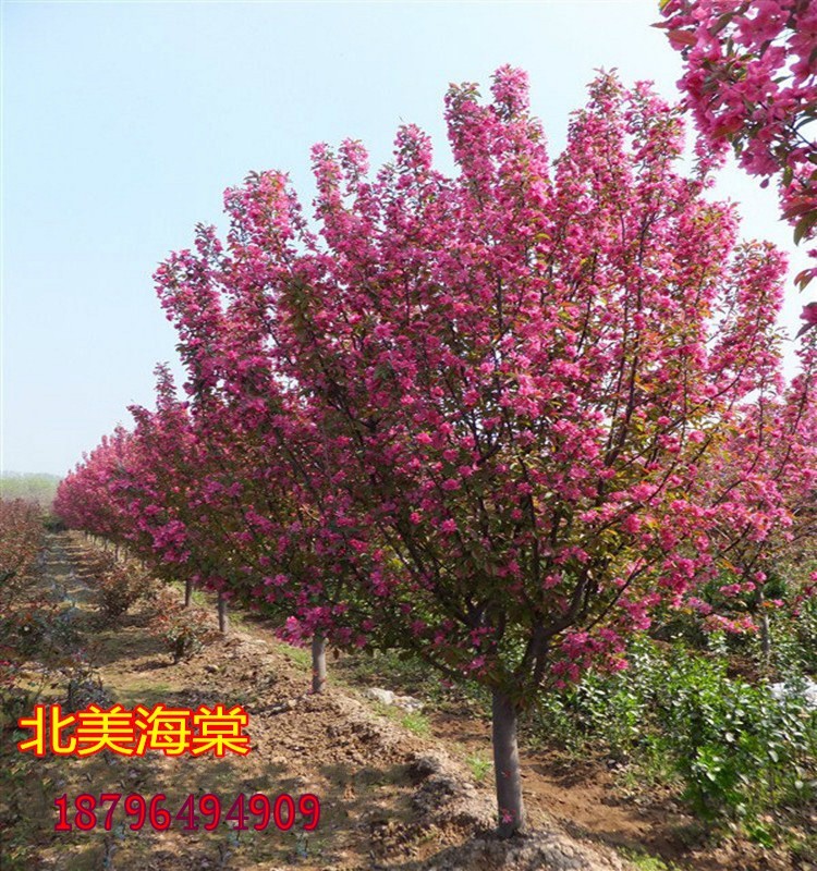 高杆海棠花树苗西府垂丝百北美海棠树苗庭院别墅大型地栽绿化苗木 - 图1