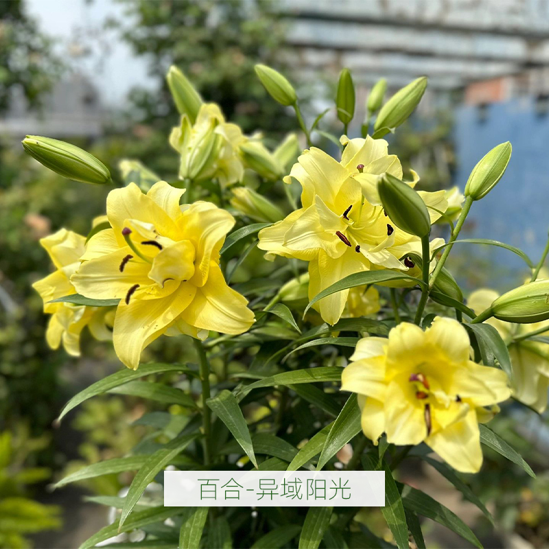 百合花种球进口香水百合四季开花好养花卉植物室内鲜花盆栽花种子 - 图2