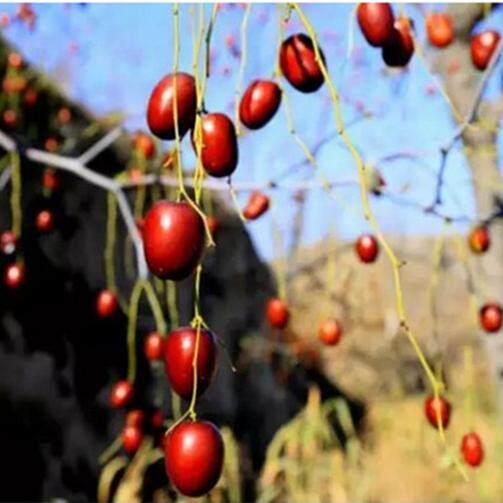 山西临县红枣吕梁大枣柳林黄河滩枣陕北佳县干粥枣粽子枣8斤包邮