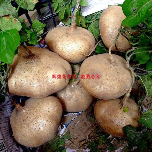 蔬菜种子新采地瓜种子水果地瓜种籽牧马山地瓜苗种孑清凉土瓜高产 - 图3