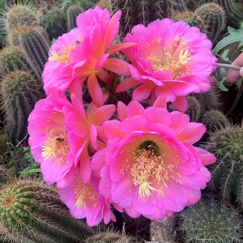【红星】毛花柱杂交大花品种飞碟仙人球室内阳台好养多肉植物盆栽 - 图2