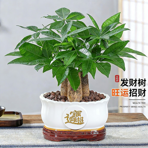 发财树小盆栽室内好养乔迁新居送礼办公室桌面绿植招财净化空气 - 图2