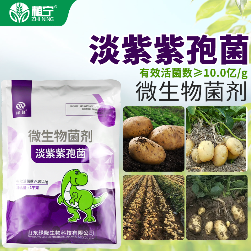 绿陇淡紫紫孢菌微生物菌剂根结线虫有益菌促根护根 淡紫拟青霉1kg - 图2