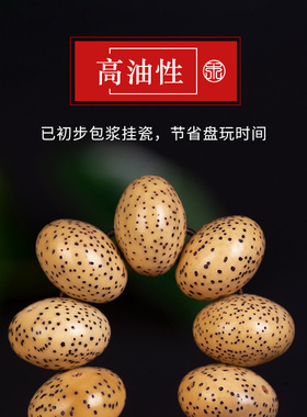 超大尺寸原生态星月菩提天然陈籽