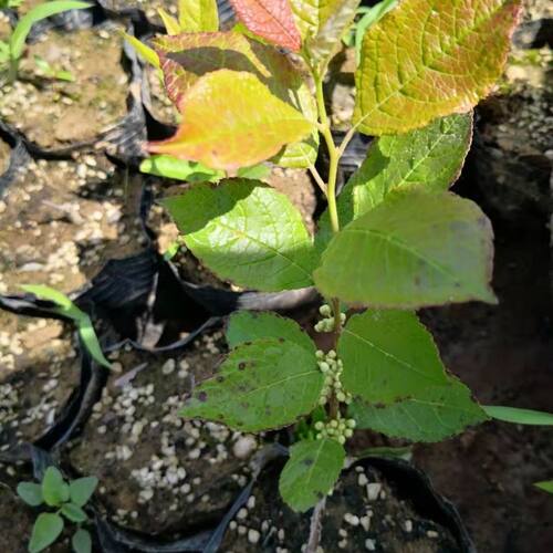 北美冬青红果绿植盆栽办公桌庭院花卉小苗基地易成活 - 图2