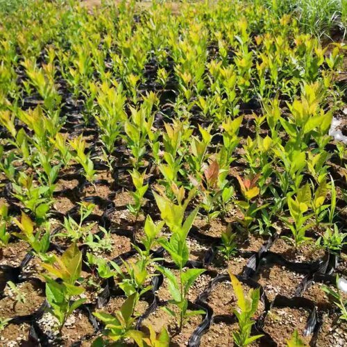 北美冬青红果绿植盆栽办公桌庭院花卉小苗基地易成活 - 图3