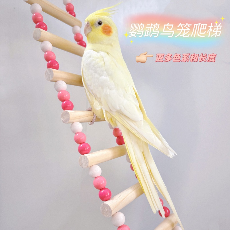 Parrot bird climbing ladder with toy ladder