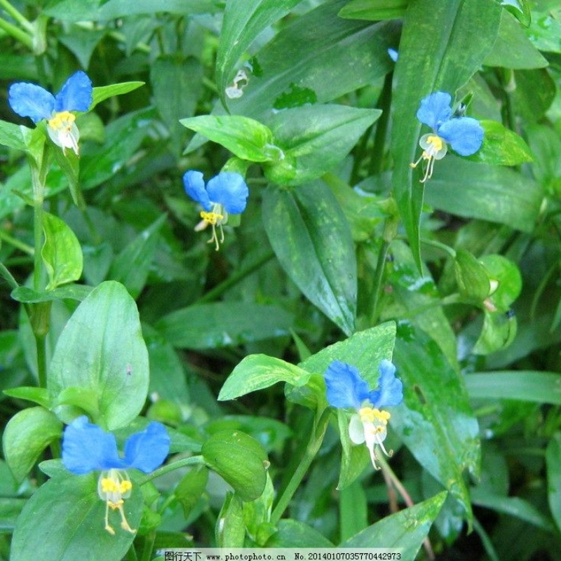 鸭跖草 鸡舌草碧耳环花竹叶蓝姑草菜竹鸡草菜淡碧蝉花四季草药苗 - 图3