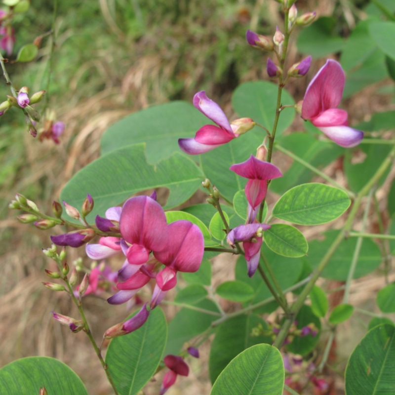 美丽胡枝子毛胡枝子豆科胡枝子紫红花胡枝子茉莉花四季草药苗 - 图1