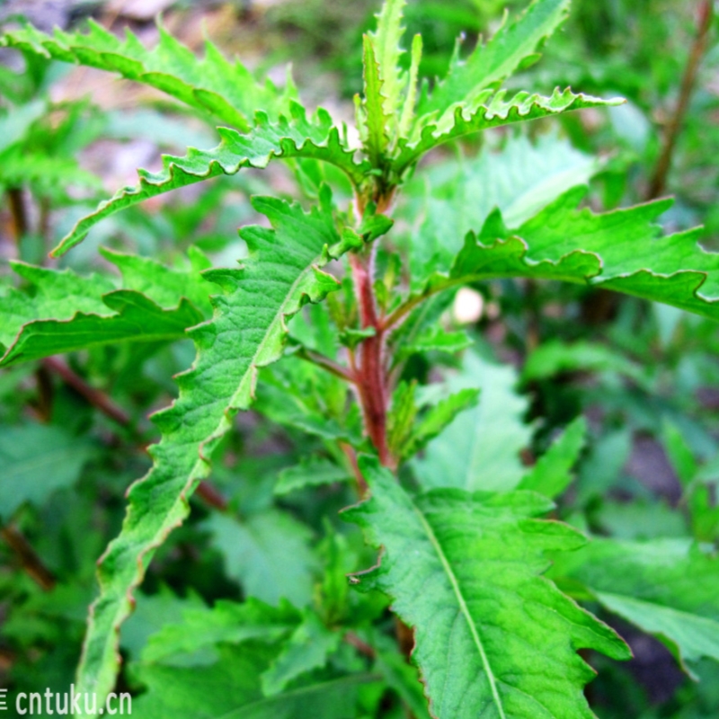 土荆芥用途见百科草本植物春夏种植中药材家庭美观盆栽草药苗-图2