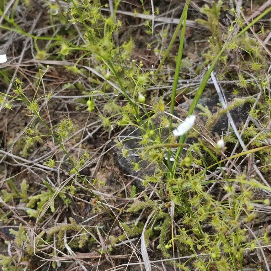 茅膏菜捕虫草落地珍珠一粒金丹苍蝇草珍珠草中药种植中草药苗
