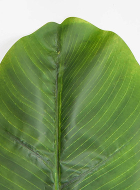 过胶叶子仿真大芭蕉叶花卉植物