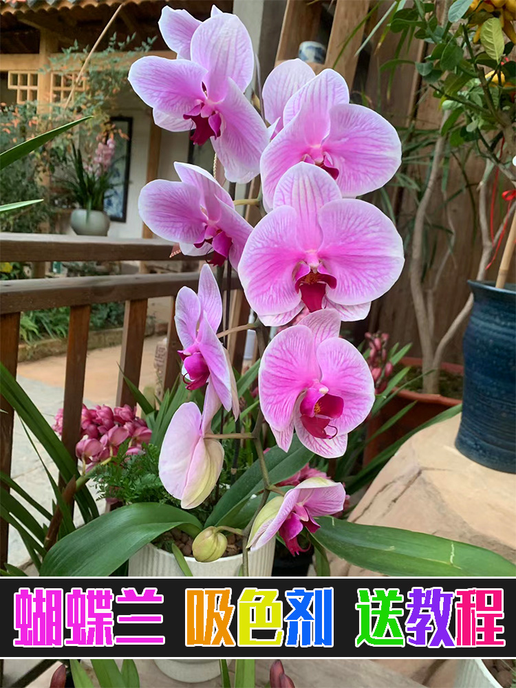 可立彩蝴蝶兰染料染色剂马卡龙色系盆栽吸色剂鲜花吸色染料-图0