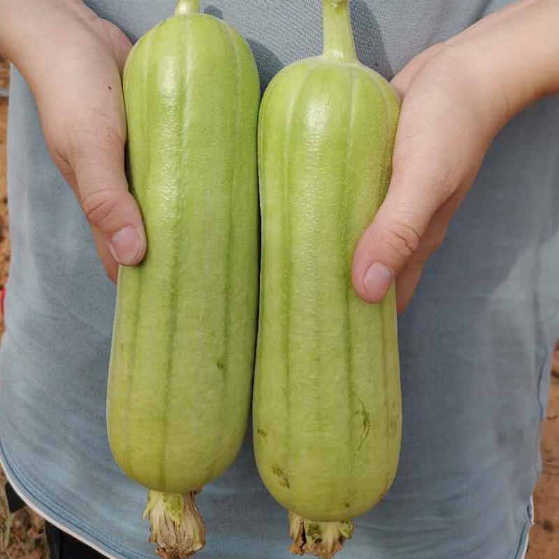 白丝瓜新鲜白玉牛奶丝瓜绿色蔬菜湘菜馆食材1-5斤