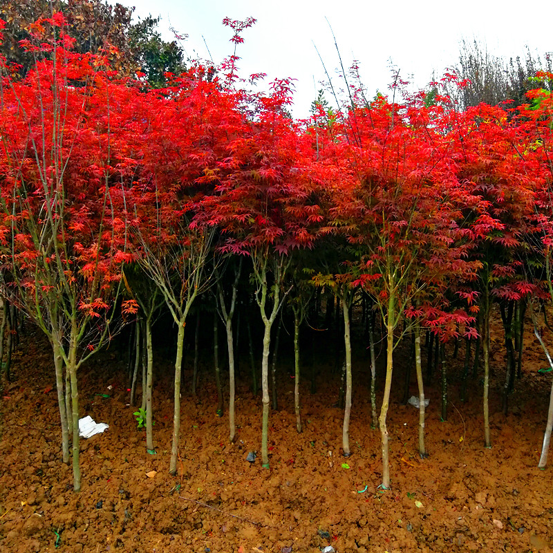 红枫树苗盆栽品种枫日本红枫庭院植物别墅风景树耐寒三季红 - 图0