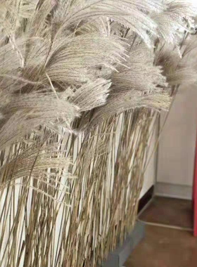 粉色芦苇干花婚礼现场布置批发价