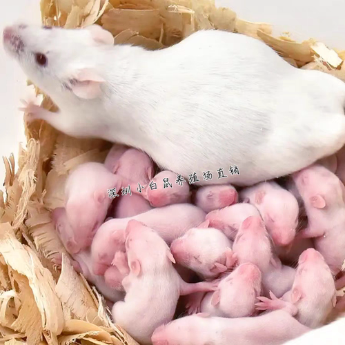 冰冻红皮乳鼠粉皮白霜跳跳喂蛇冰鲜小白鼠喂猫宠物蛇食物角蛙饲料 - 图2
