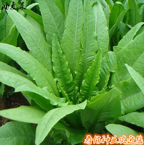 四季香油麦菜种子现在种的菜籽秋季冬季大田早熟抗病高产盆栽庭院 - 图1