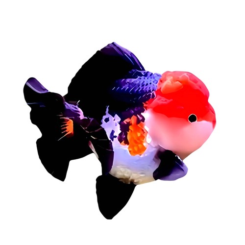 精品三色熊猫玛丽泰狮金鱼活鱼百褶观赏鱼易好养耐活冷水小金鱼苗 - 图3