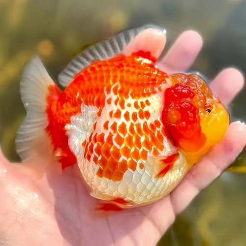 精品三色熊猫玛丽泰狮金鱼活鱼百褶观赏鱼易好养耐活冷水小金鱼苗 - 图0