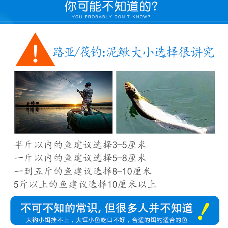 小泥鳅苗活饵钓鱼喂龟一斤饲料鱼鲜活按斤养殖专用本地观赏鳅淡水-图1