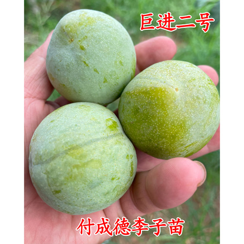 巨进二号李子苗 - 图0