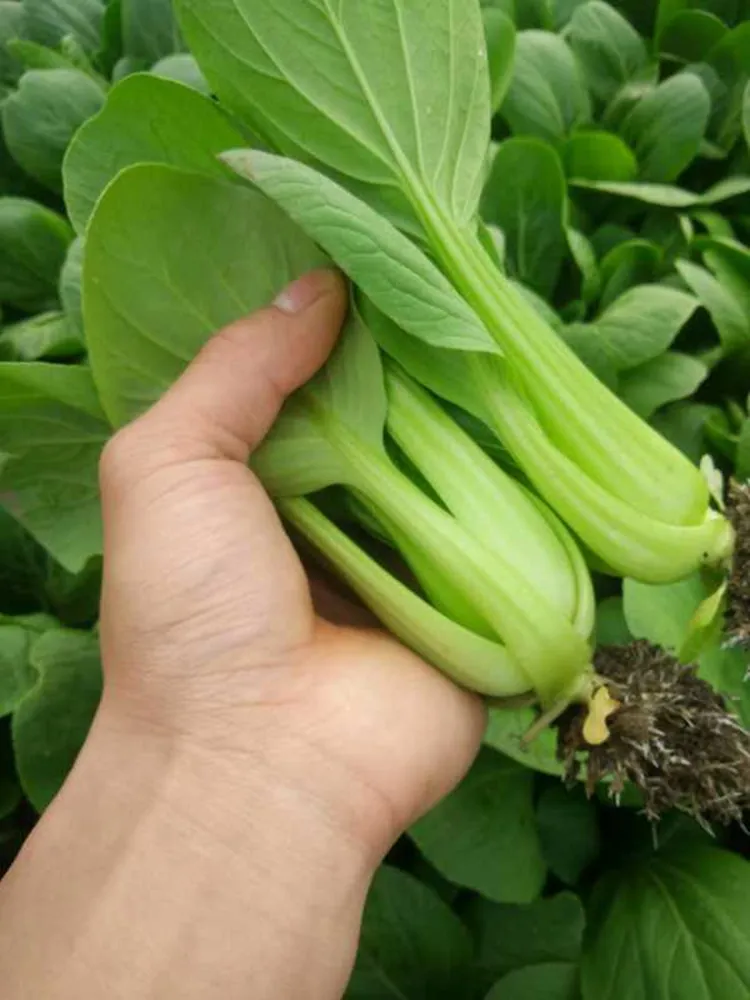 苏北宿迁酸菜泗阳特产酸菜羊肉泗洪沭阳自家新鲜酸菜自制酸爽酸菜-图3