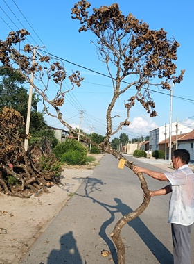 黑皮树青岗树枝干支枯枝树杈婚庆造景插花树枝橱窗倒挂艺术摆放