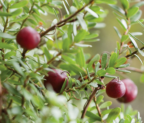 蔓越莓苗陆地盆栽蔓越橘鹤莓苗耐寒植物酸果蔓小红莓南方北方结果 - 图0