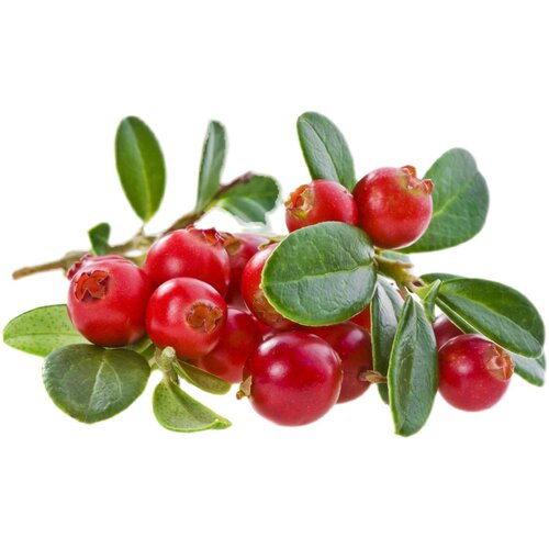 蔓越莓苗陆地盆栽蔓越橘鹤莓苗耐寒植物酸果蔓小红莓南方北方结果 - 图3