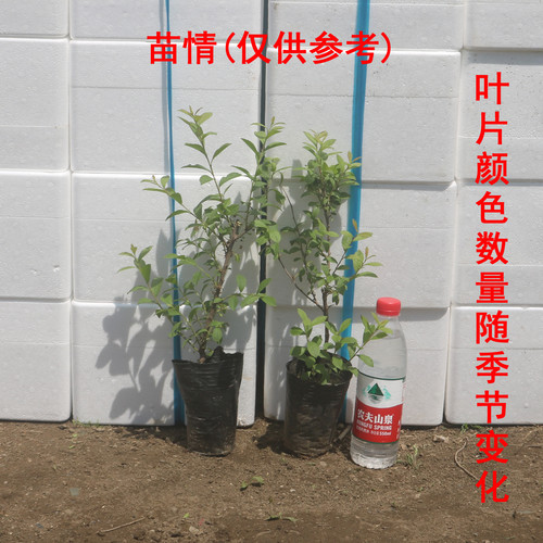 钙果苗欧李农大超欧紫冠结果鲜食补钙大田盆栽种子果树苗庭院耐寒 - 图0
