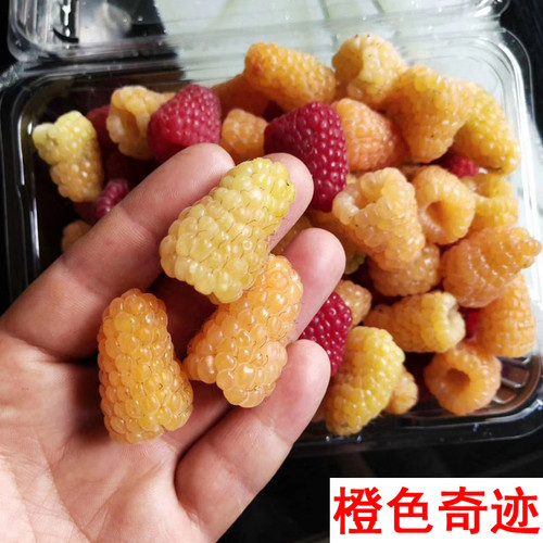 树莓苗双季覆盆子黄红树莓苗山抛子牛奶泡撒秧泡三月泡橙色奇迹 - 图1