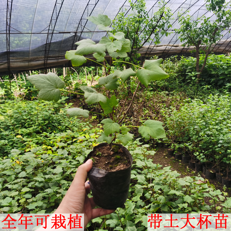 红加仑果树苗红豆苗红醋栗苗红灯笼果苗南北方种植当年结果红色果-图2