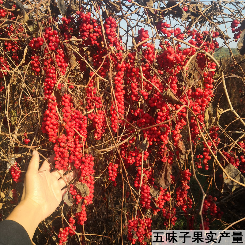 五味五味子树苗东北野生北五味子苗名贵药材南北方种植结果果树苗-图2