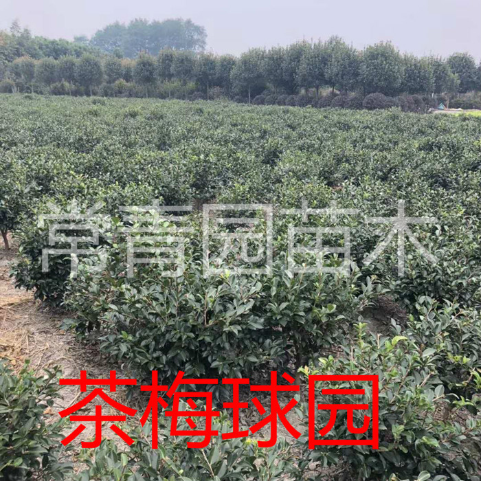 茶梅苗四季开花球室外庭院绿植球小苗红色茶花耐寒篱笆绿化树苗 - 图2