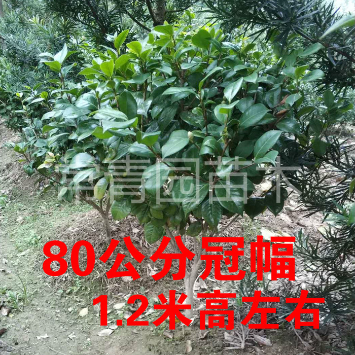 四季常青耐寒庭院大型绿植茶花树苗香妃五色赤丹克瑞墨茶花七星苗