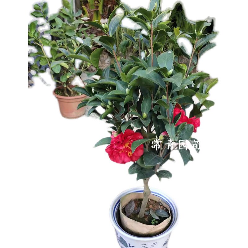 茶花盆栽带花苞浓香型室内外四季开花耐寒花卉庭院重瓣赤丹大花