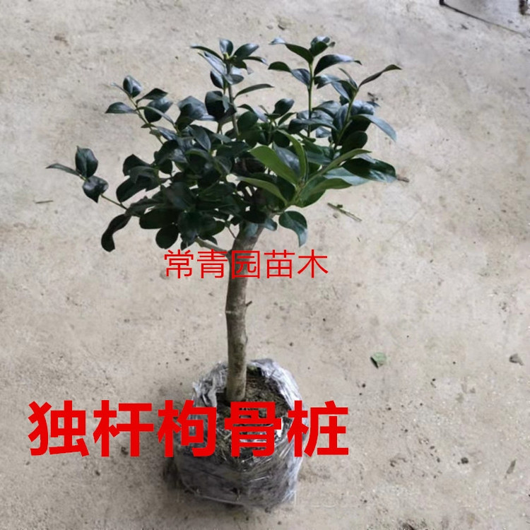 耐寒无刺枸骨树苗桩盆栽盆景四季常青室外绿植观叶观红果满堂红球