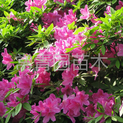 西洋杜鹃花苗重瓣盆栽带花苞室内外庭院工程绿化映山红花坛小树苗 - 图0