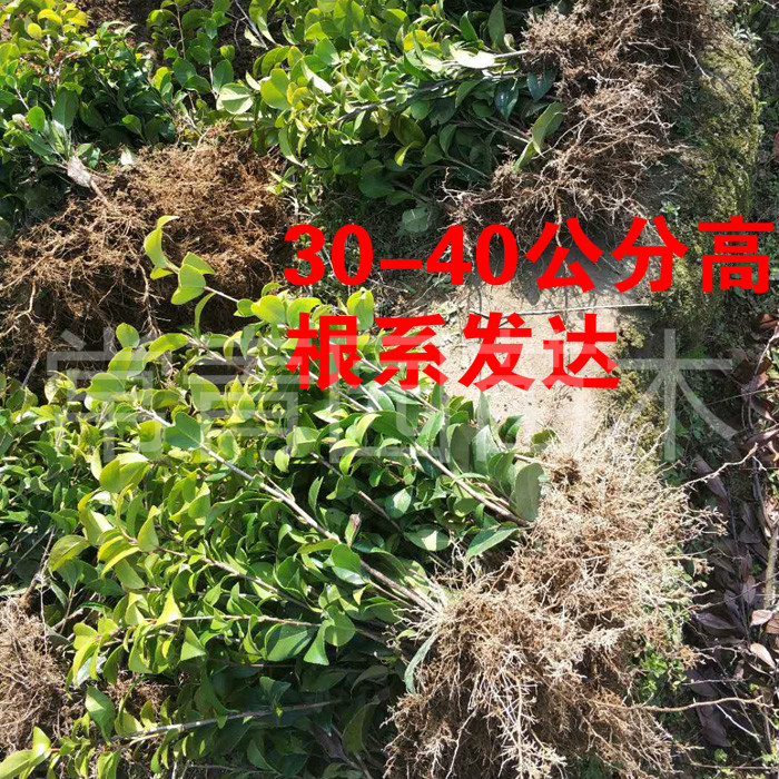 四季常青耐寒庭院大型绿植茶花树苗香妃五色赤丹克瑞墨茶花七星苗