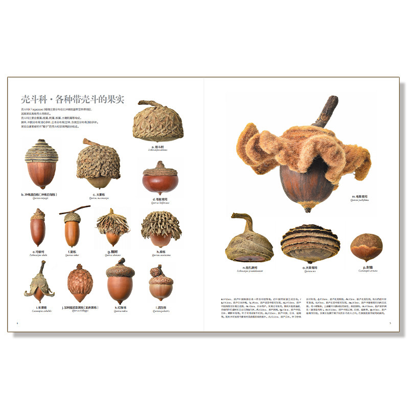 2册 世界上不可思议的果实种子图鉴 我的大自然观察笔记 植物观察笔记 名校小学生手绘思维观察训练 小学生课外自然植物科普读物