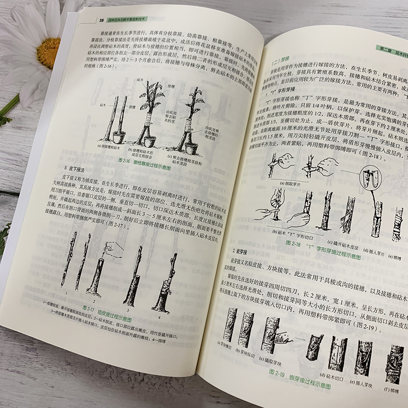 园林花卉与树木育苗新技术 苗玉芳 园林花卉苗木播种繁育书苗木扦插嫁接技术树木嫁接育苗种植大全园林植物整形修剪病虫害防治技术 - 图1