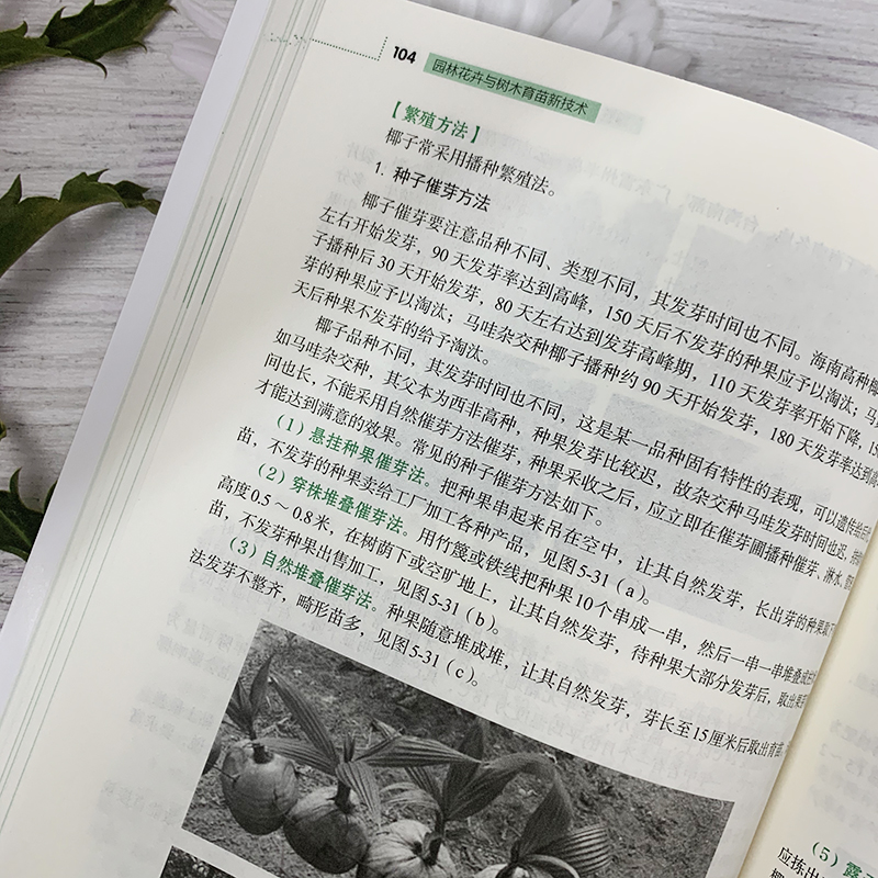 园林花卉与树木育苗新技术 苗玉芳 园林花卉苗木播种繁育书苗木扦插嫁接技术树木嫁接育苗种植大全园林植物整形修剪病虫害防治技术 - 图2