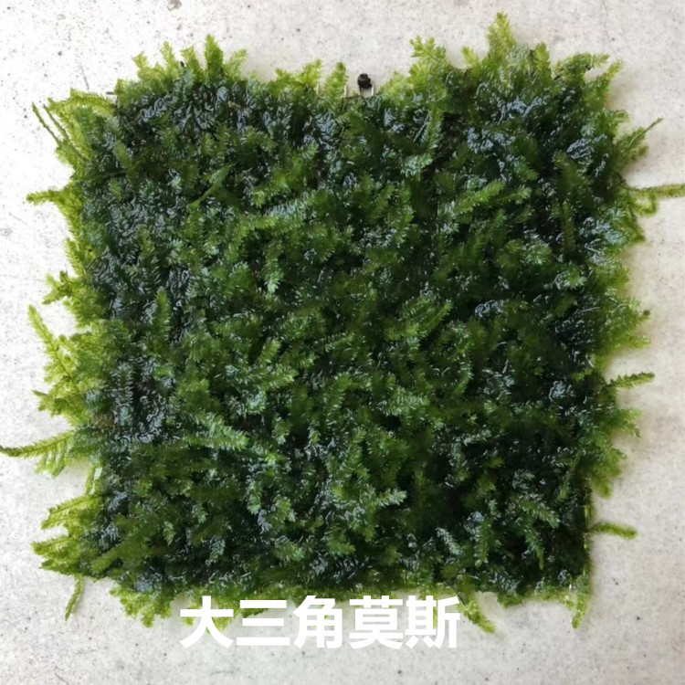 包邮水草三角莫斯片珊瑚莫丝松茸火焰美凤尾怪蕨前景草水晶鹿角苔 富家添虾 淘优券