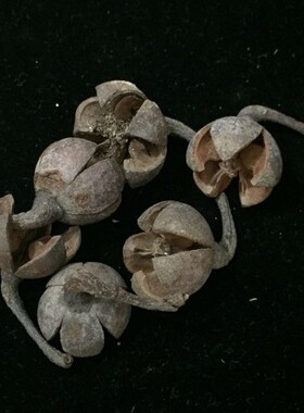 供应新款质优价廉干花材料十字果干树叶干果壳家居饰品摆件